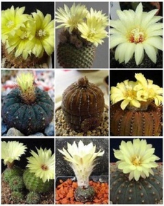 Frailea VARIETY MIX exotic mixed cacti rare flowering cactus semi seed 100 SEEDS